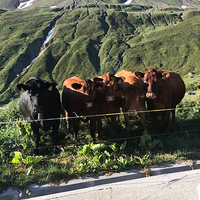 Mucche pascolo Alpe Bedretto